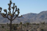 Joshua Tree National Park