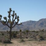 Joshua Tree National Park